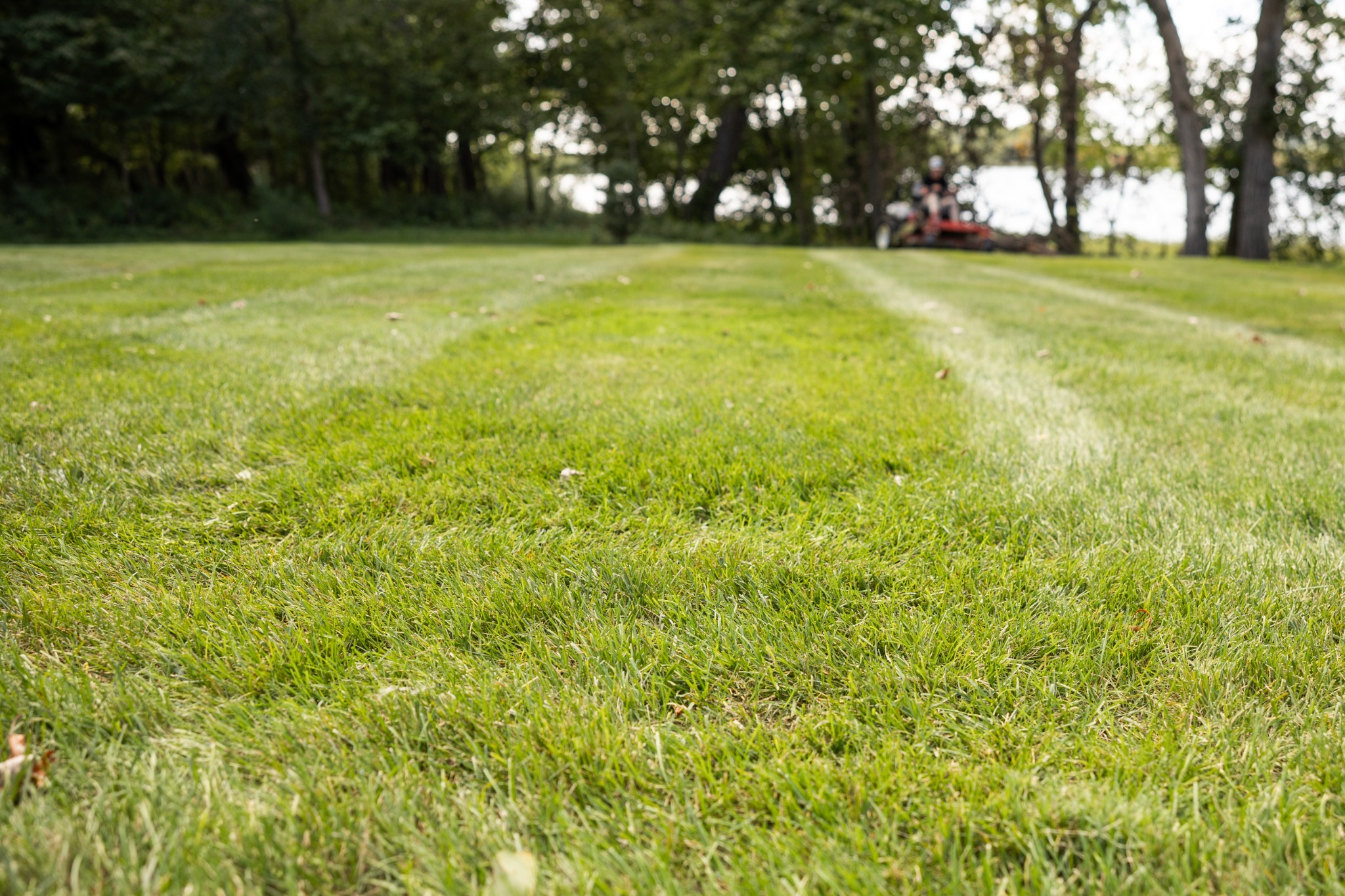 Striped lawn on a slope with clean driveway edge