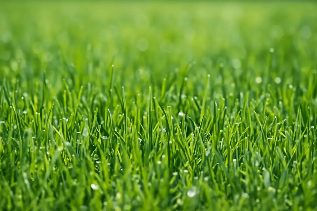grass closeup